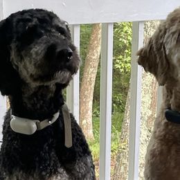 Double Doodles from Foggy Bottom’s Farm