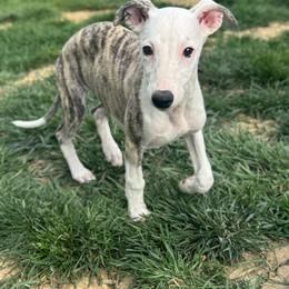 Flintt - White and fawn brindle male Whippet puppy in Kentucky from Wildbriar Whippets