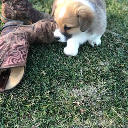 Pembroke Welsh Corgi Puppies from Lazy Z Corgi's