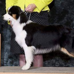 Meia - Miniature American Shepherd