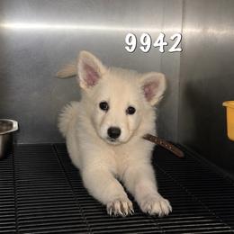 Beemer - White female German Shepherd puppy in Yuba City, California from Barton’s German Shepherds