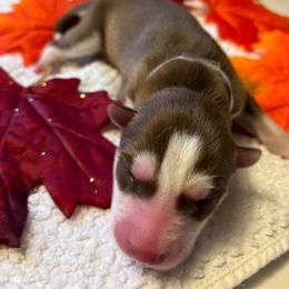Siberian Husky Puppies from Hito's Huskies