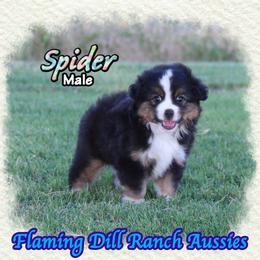 Spider - Black tri male Toy Australian Shepherd puppy in Forestburg, Texas from Flaming Dill Ranch Aussies