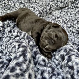 Goldendoodle and Poodle Puppies from SnickerDoodlePups