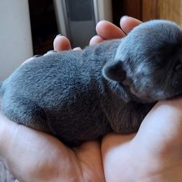 French Bulldog Puppies from Liebsthal