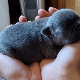 French Bulldog Puppies from Liebsthal