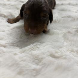 Dachshund Puppies from S&C Doxies