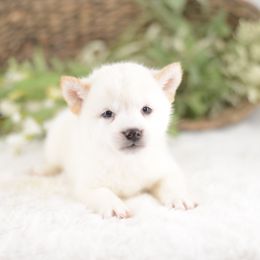 Tori Cream Girl - Cream female Shiba Inu puppy in Neosho, Missouri from Sunny Terrace Shibas