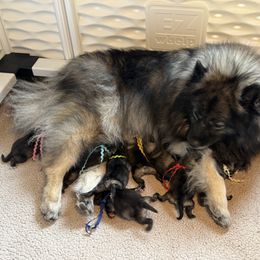 Keeshond puppies from Peregrine Keeshond