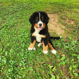 Bernese Mountain Dog Puppies from Allison Thornton