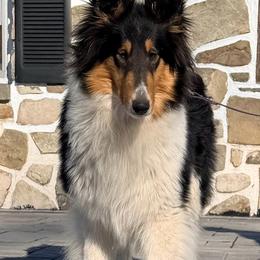 Margarita - Black white and tan female Collie puppy in New Windsor, New York from Eye Spy