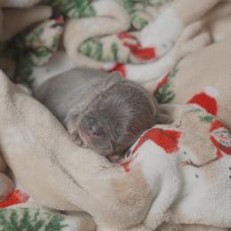 Jacob - Blue male French Bulldog puppy in Austin, Texas from ourfrenchies2yours