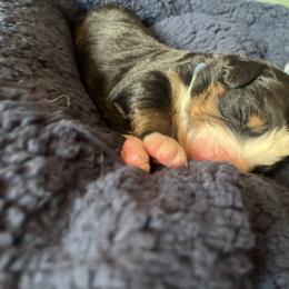 Blue - Black rust and white male Bernese Mountain Dog puppy in North Grove, Indiana from J&F Country Canines