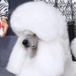 George - Poodle