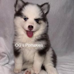 River - Blue female Pomsky puppy in Green Bay, Wisconsin from OG's Pomskies