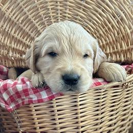 Mr. Ralph - Golden male Golden Retriever puppy in Kuna, Idaho from Golden Kisses Golden Retrievers