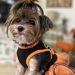 Prim - Yorkshire Terrier