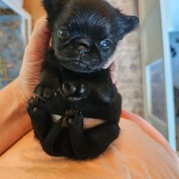 Goblin - Black male Brussels Griffon puppy in Welch, Minnesota from Baringer Brussels