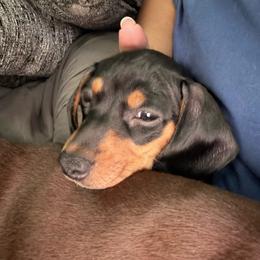 Cassi - Dachshund