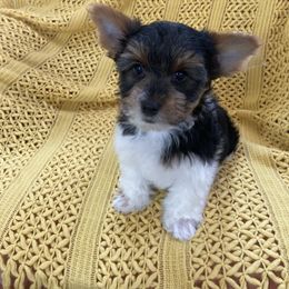 Biewer Terrier All Grown Up from Georgia Mountain Biewers