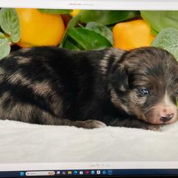 Slate - Blue merle male Australian Shepherd puppy in Ranger, Texas from Outback Mini Aussies