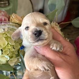 Prince  Louie Blue collar - Cream male Dachshund puppy in El Cajon, California from Lisa Buxton