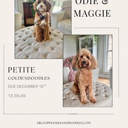 Goldendoodle puppies from Hilltop Doodles and Poodles