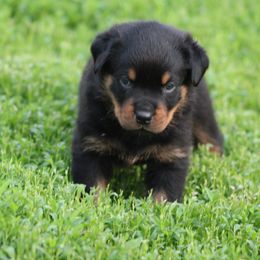Rottweiler Puppies from Cross Creek Rottweilers