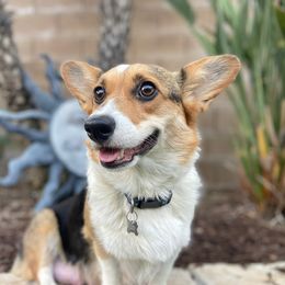 Tiki - Pembroke Welsh Corgi