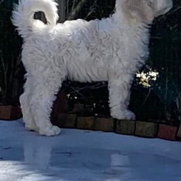 Sheepadoodle All Grown Up from Big Bear Sheepadoodles