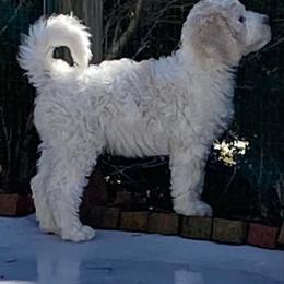 Sheepadoodle All Grown Up from Big Bear Sheepadoodles