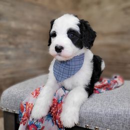 Milo - Black and white male Sheepadoodle puppy in Woodburn, Indiana from DNLS Doodle Puppies