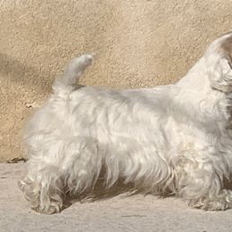 Ziggy - Sealyham Terrier