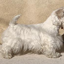 Ziggy - Sealyham Terrier