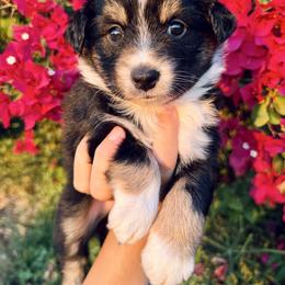 Coral - Black tri female Miniature Australian Shepherd puppy in Valley Center, California from DLT MiniAussie