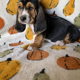 Basset Hound Puppies from Valley Bassets