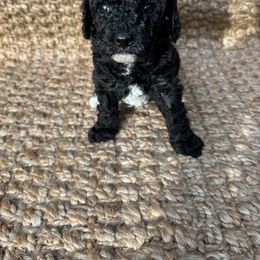 Goldendoodle Puppies from Our Darling Doodles