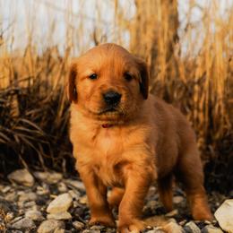 Golden Retriever Puppies from Summit Canine Breeding