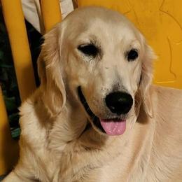 French Fry - Golden Retriever