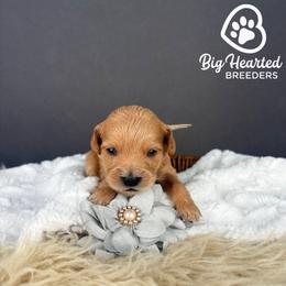 Fawn - Cream female Goldendoodle puppy in Utah County, Utah from Big Hearted Breeders