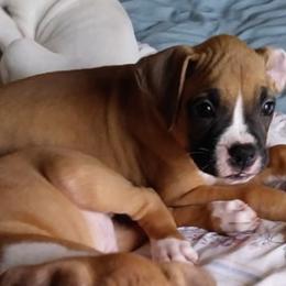 Boxers from JL Boxers