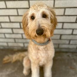 Shelby - Goldendoodle