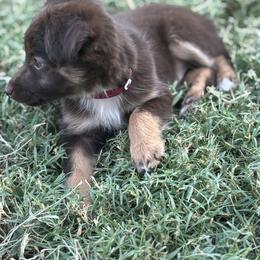 Toy Australian Shepherd Puppies from Carlsbad Toy Aussies