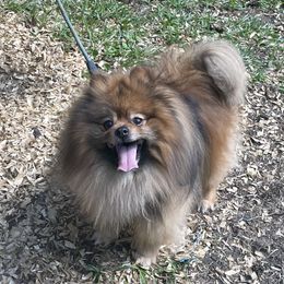 Hans - Pomeranian