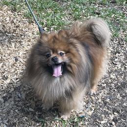 Hans - Pomeranian