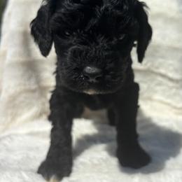 Caroline - Phantom female Goldendoodle puppy in Cleveland, Georgia from The O.G. Doodles