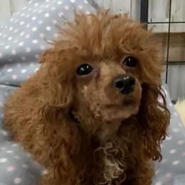 Poppy - Poodle