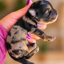 Freddy Freckles - Merle male Shihpoo puppy in Delphos, Ohio from Route 66 Puppies