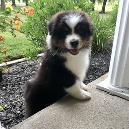 Australian Shepherd Puppies from NorthRidge Australian Shepherds