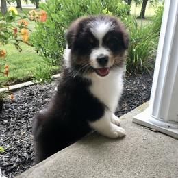 Australian Shepherd Puppies from NorthRidge Australian Shepherds
